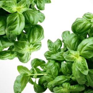 Basil