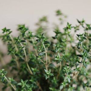 Thyme