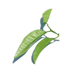 Lemon-Leaves